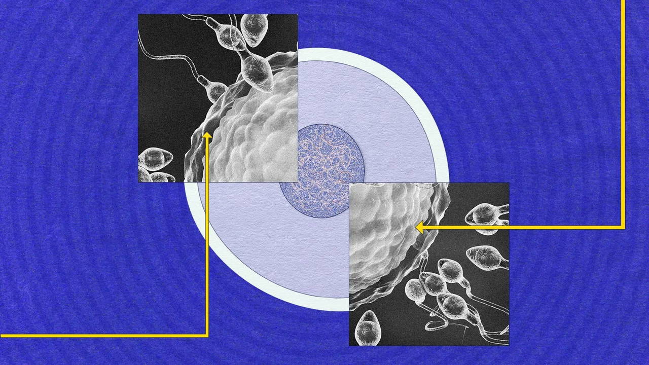 Sperm neden hâlâ bu kadar gizemli?